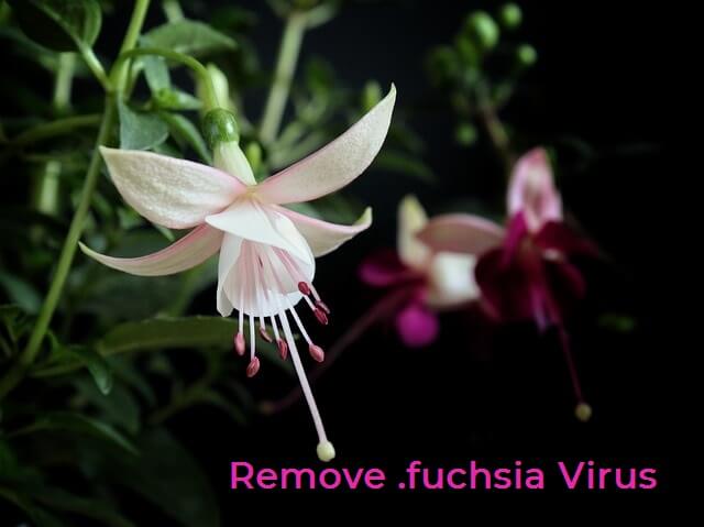 fuchsia files virus scarab